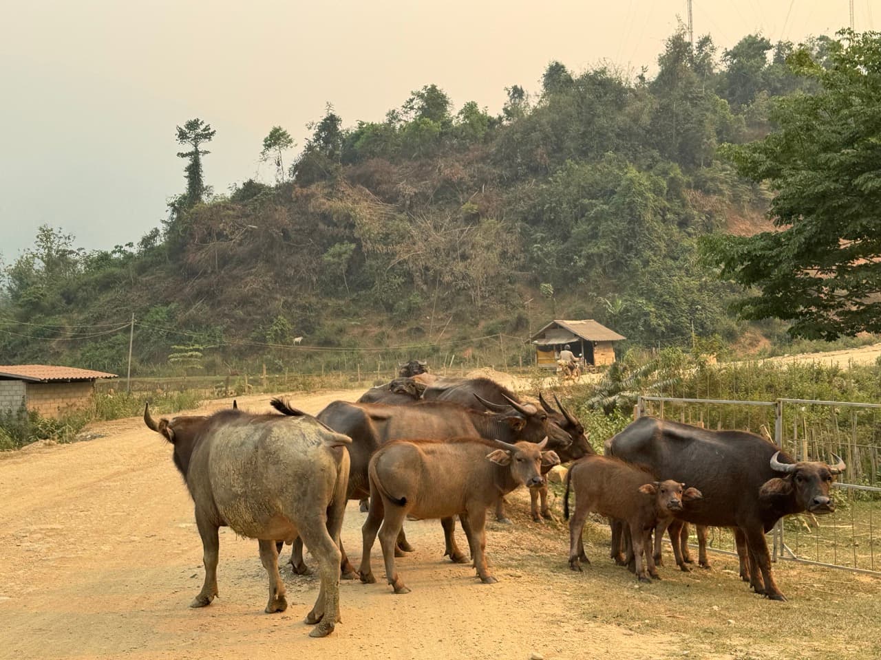 Anouvong to Vang Vieng