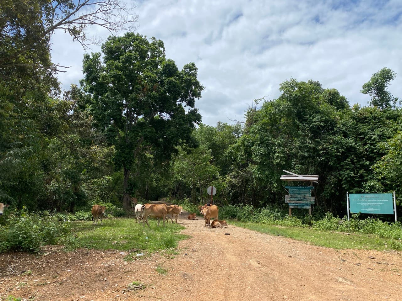 The Old Elephant Trail