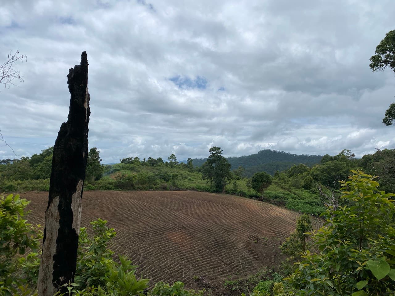 The Old Elephant Trail