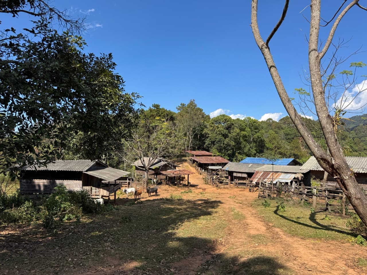 The Ramming Tea Estate to Chiang Dao