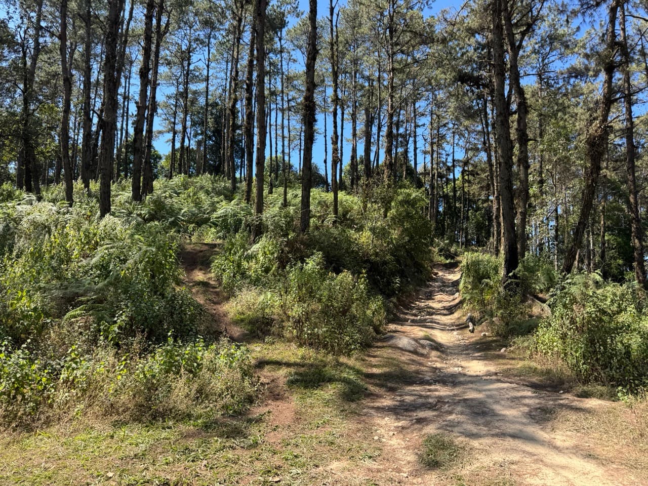 The Ramming Tea Estate to Chiang Dao