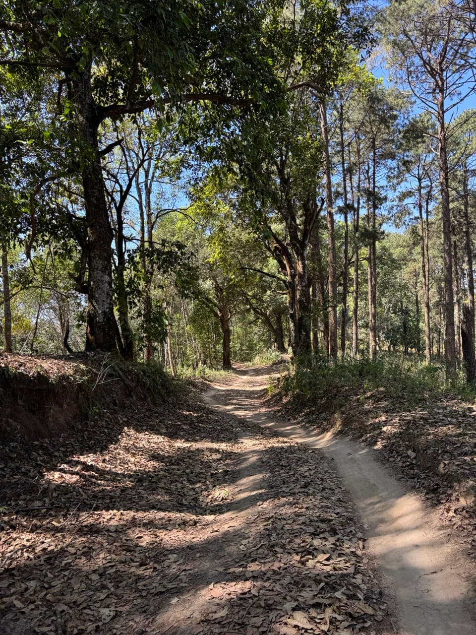 The Ramming Tea Estate to Chiang Dao