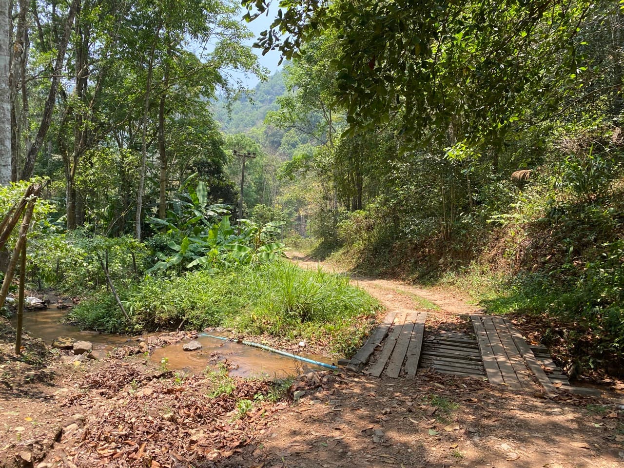 Lampang Fallen Trees Loop