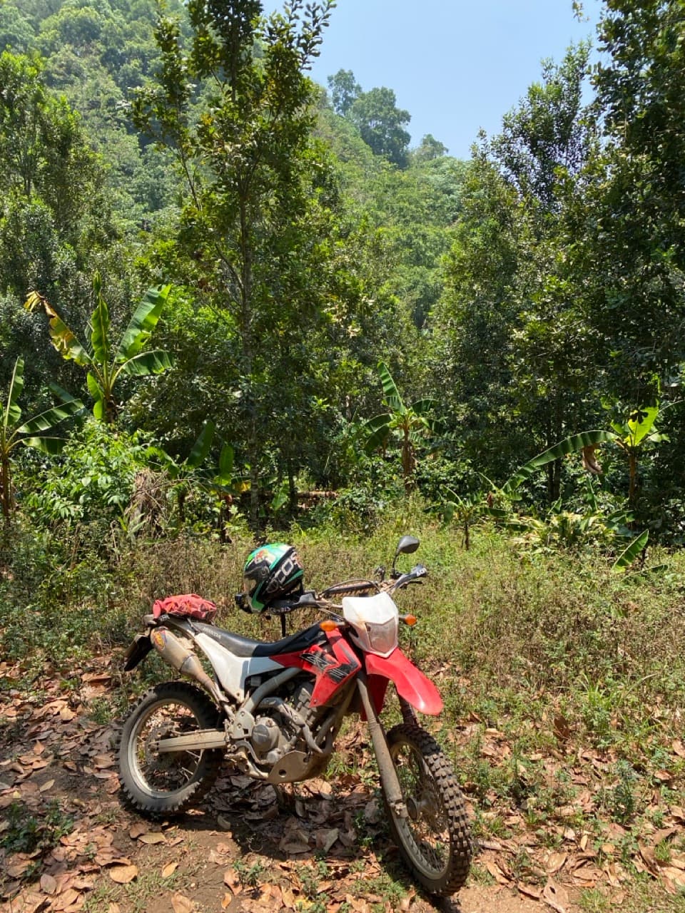 Lampang Fallen Trees Loop