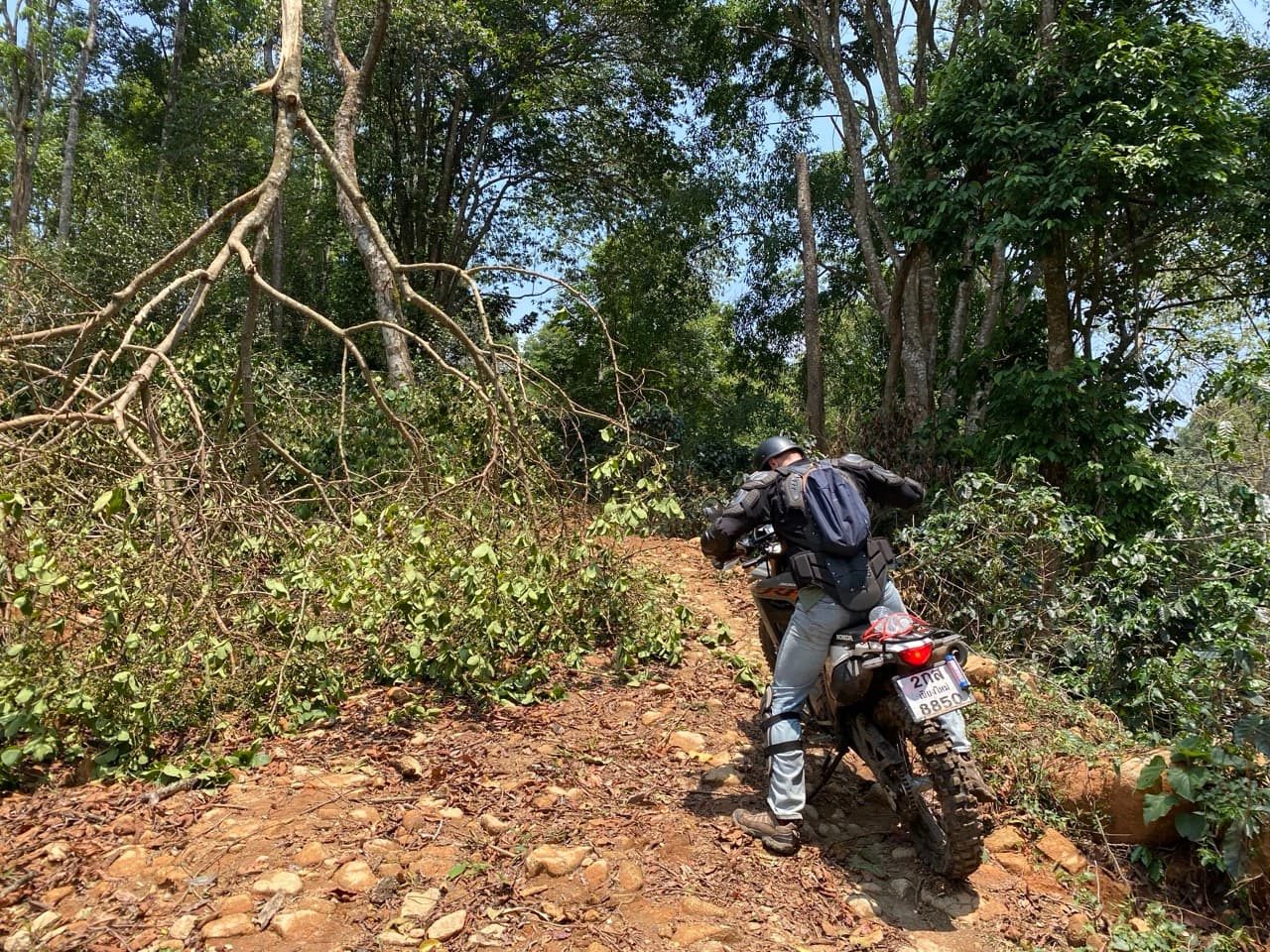 Lampang Fallen Trees Loop