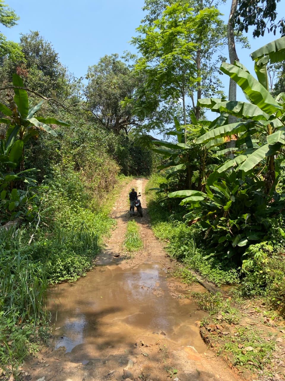 Lampang Fallen Trees Loop