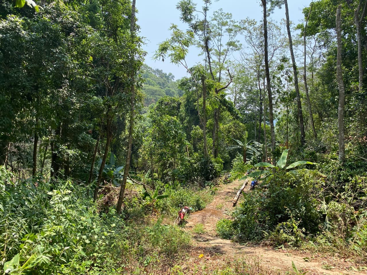 Lampang Fallen Trees Loop