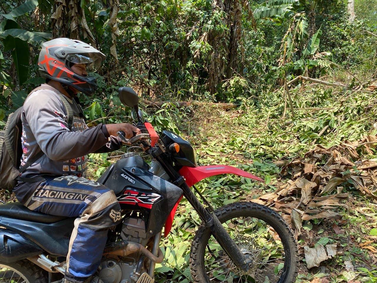 Lampang Fallen Trees Loop