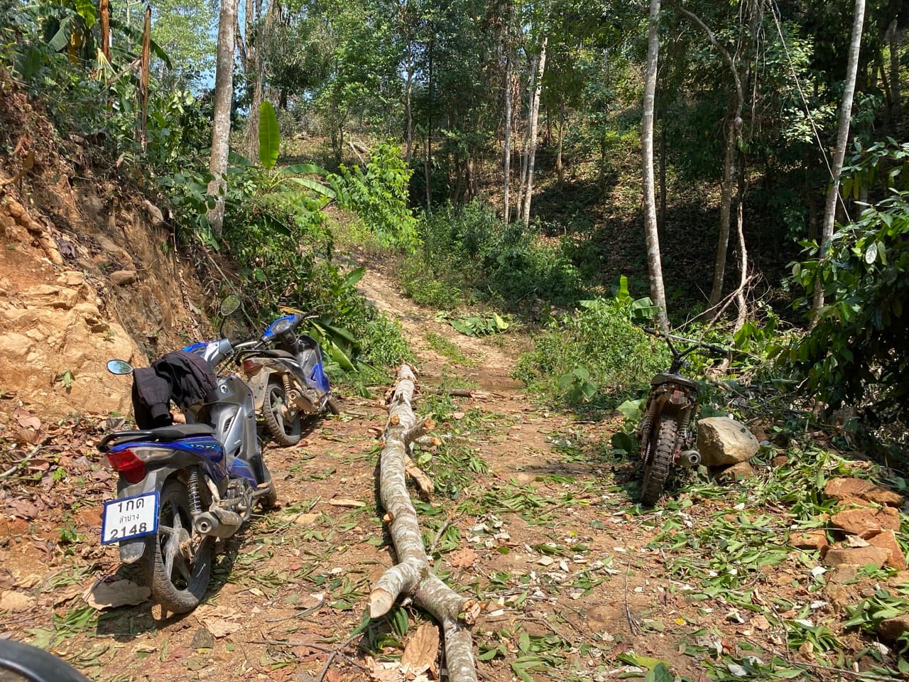Lampang Fallen Trees Loop