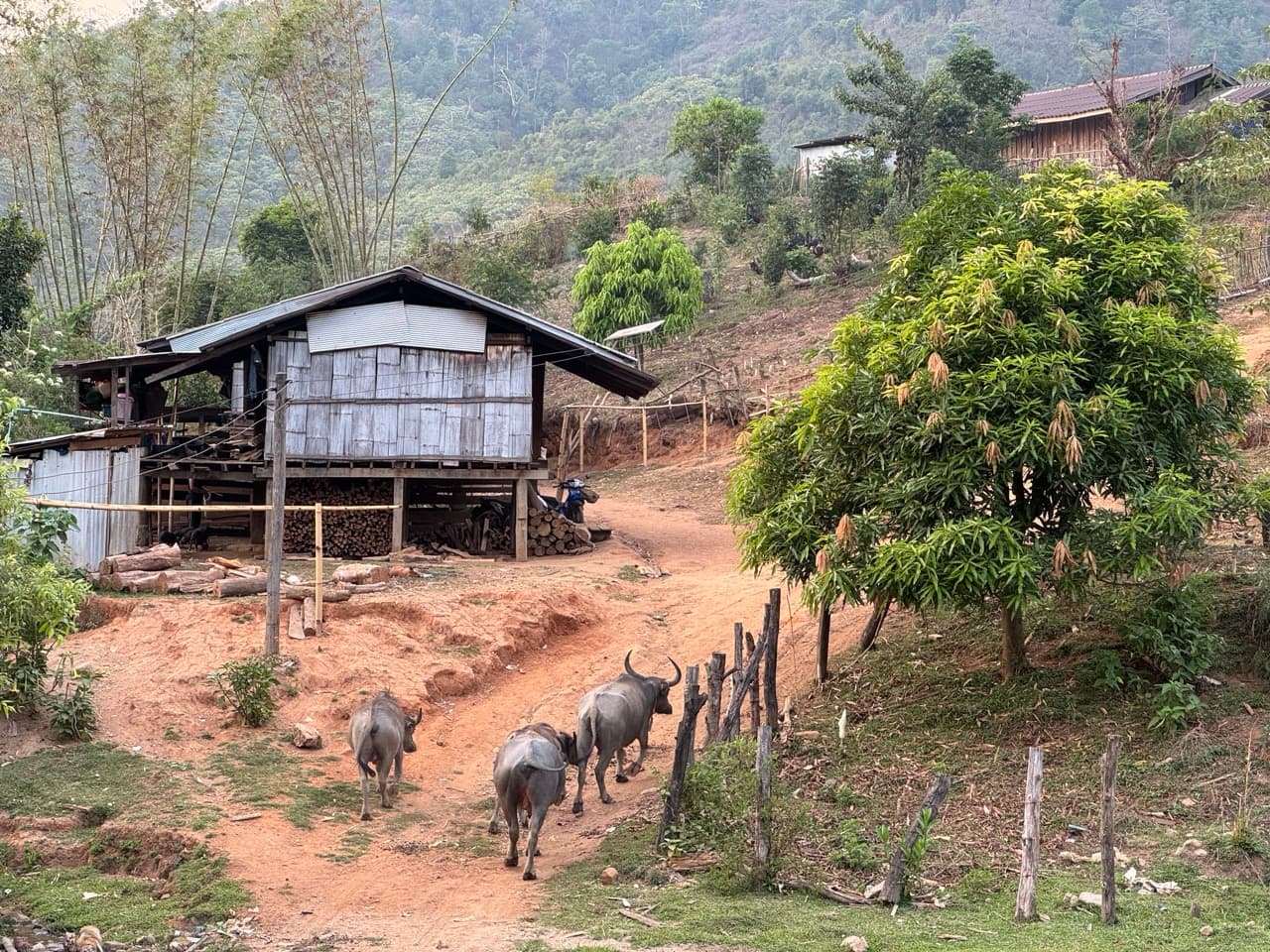 The Road to Tha Koh Kha