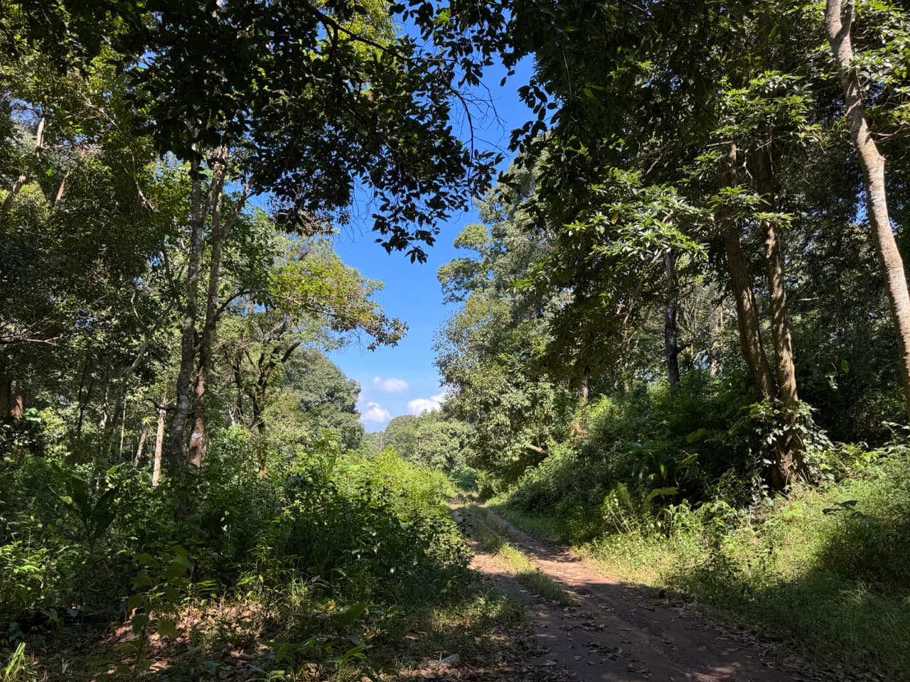Doi Mae Salong Burma Border Ridgeline Ride — photo 17