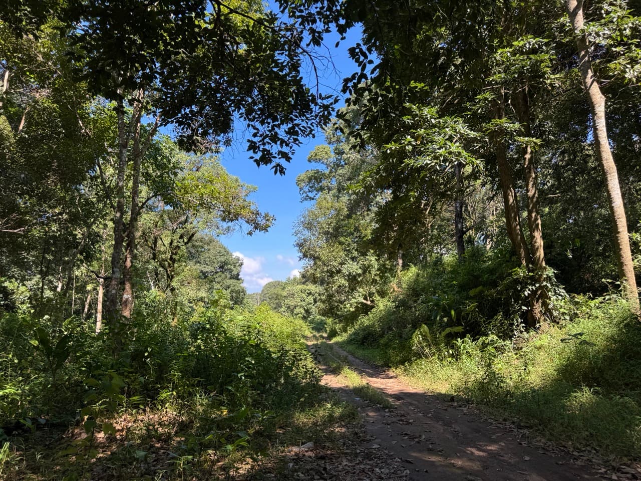 Doi Mae Salong Burma Border Ridgeline Ride — photo 19