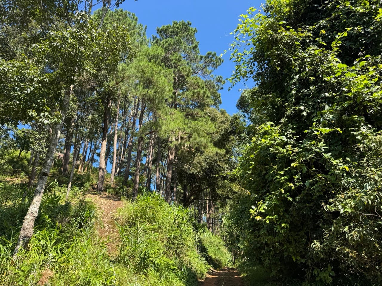 Doi Mae Salong Burma Border Ridgeline Ride — photo 25