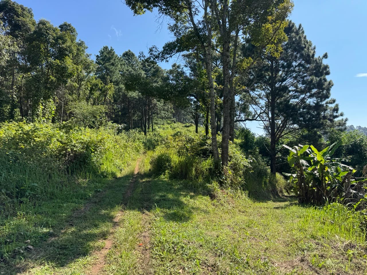 Doi Mae Salong Burma Border Ridgeline Ride — photo 31