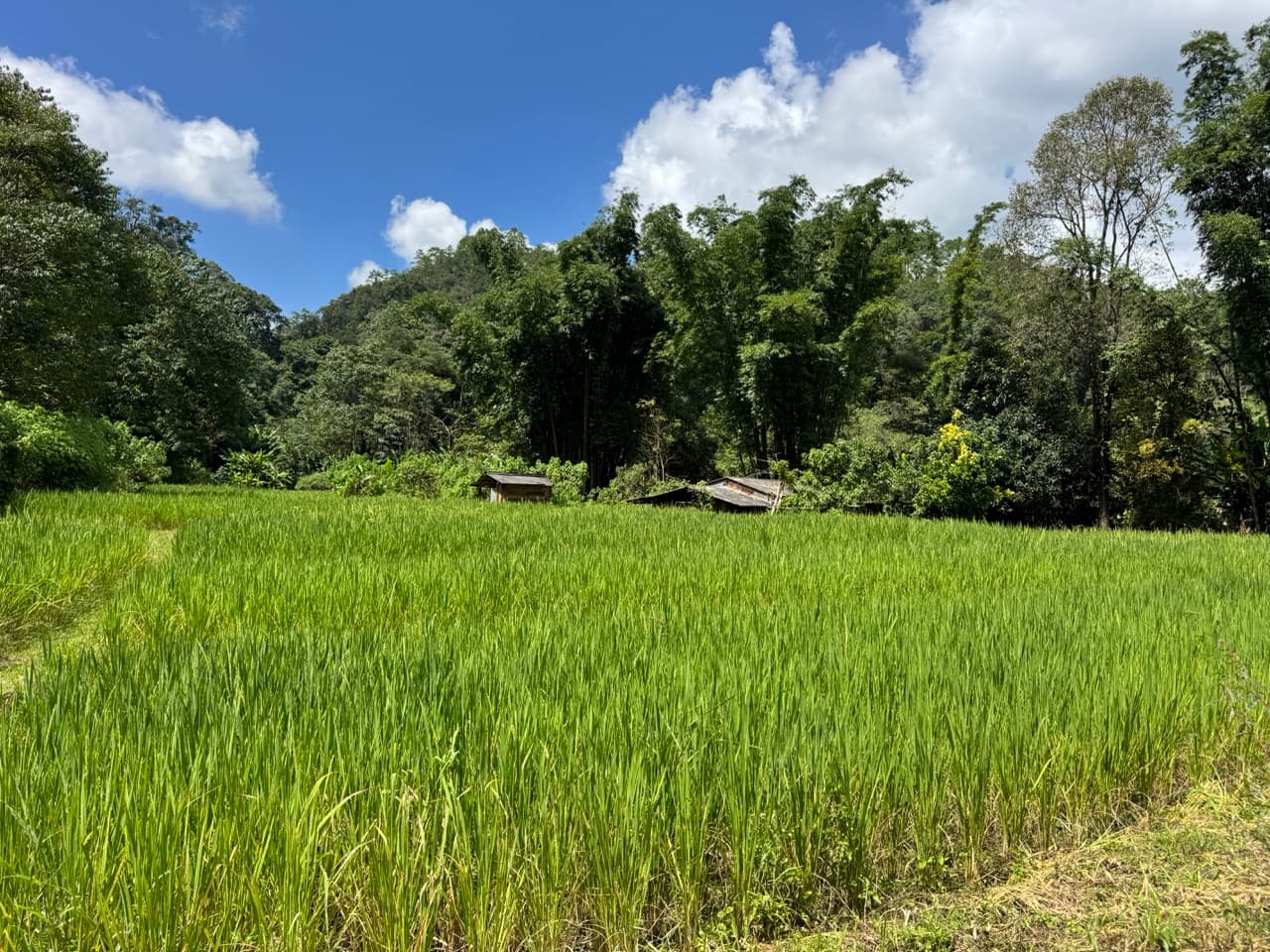 The Tail of the Elephant — photo 5