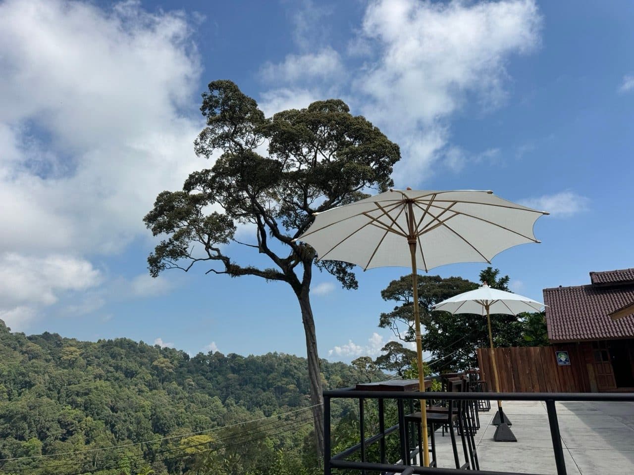 Café terrace at the tea estate, with one huge tree over the valley.