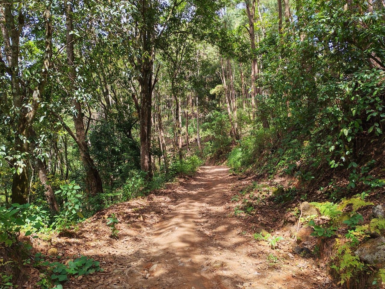 Dappled shade on the climb out of the tea estate.