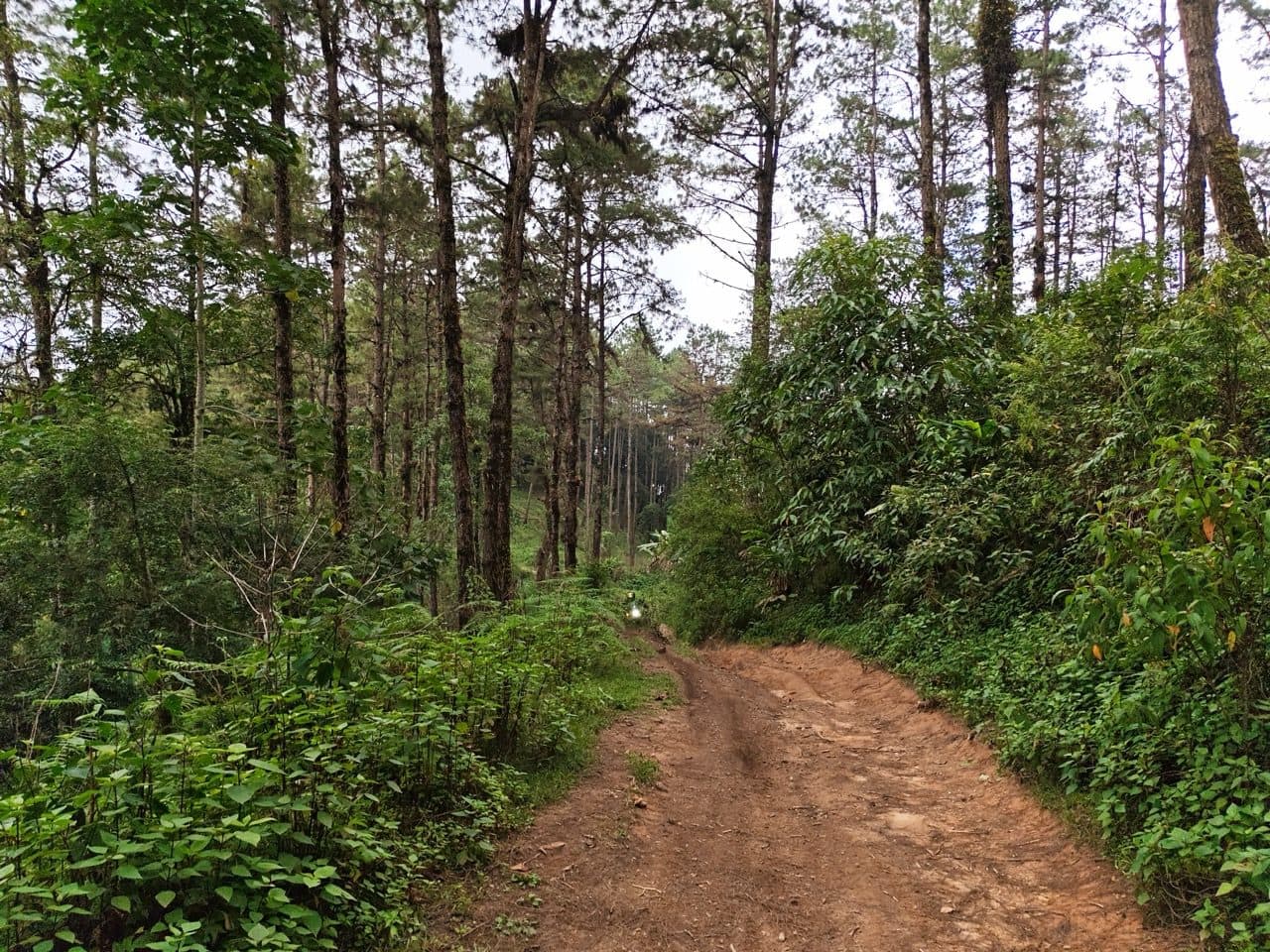 Into the pines at about 1,500 m.