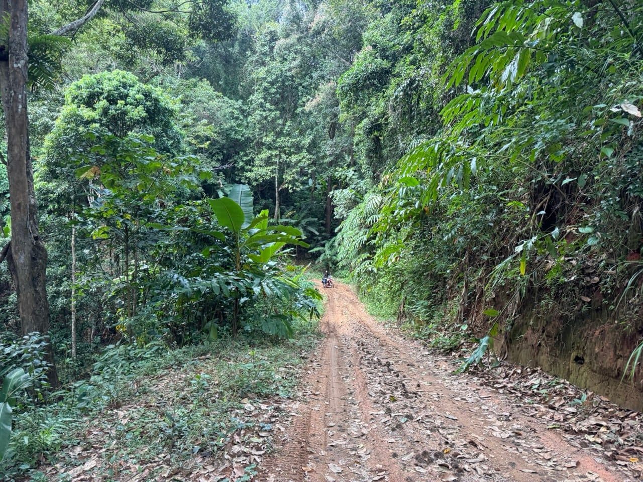 Red dirt and banana palms on the climb east of Mae Pang.