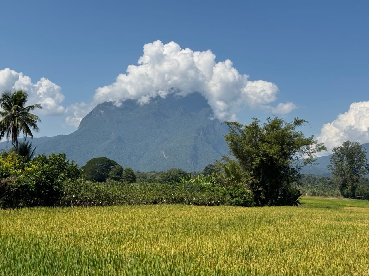 Sunday morning: Doi Chiang Dao over the ripening rice.