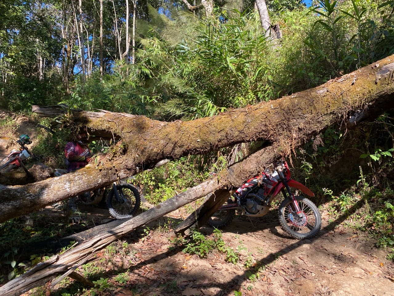 The kind of fast forest track that rewards confidence and punishes the wheel-slip you didn't see coming.