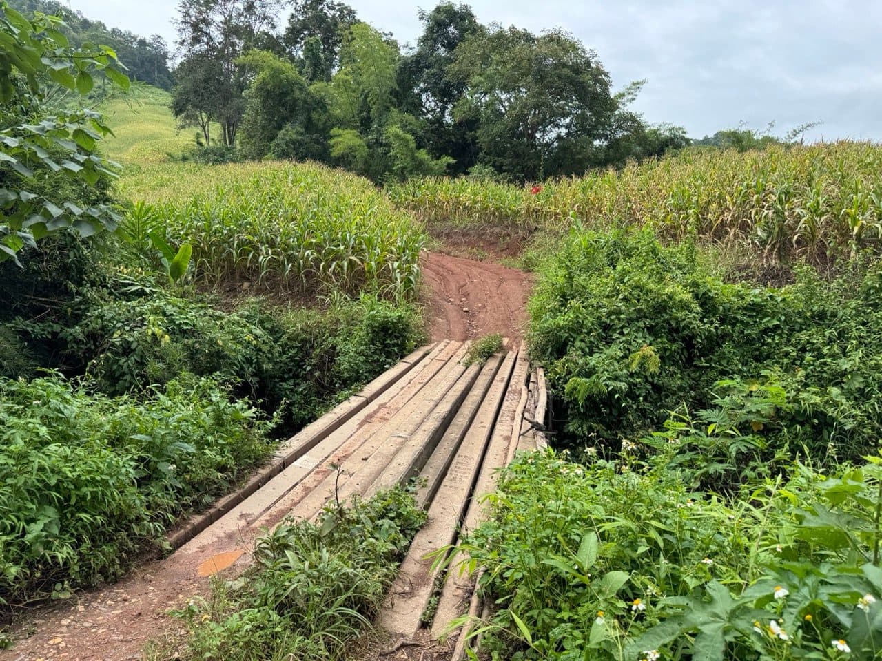 A bridge made of planks laid over the stream