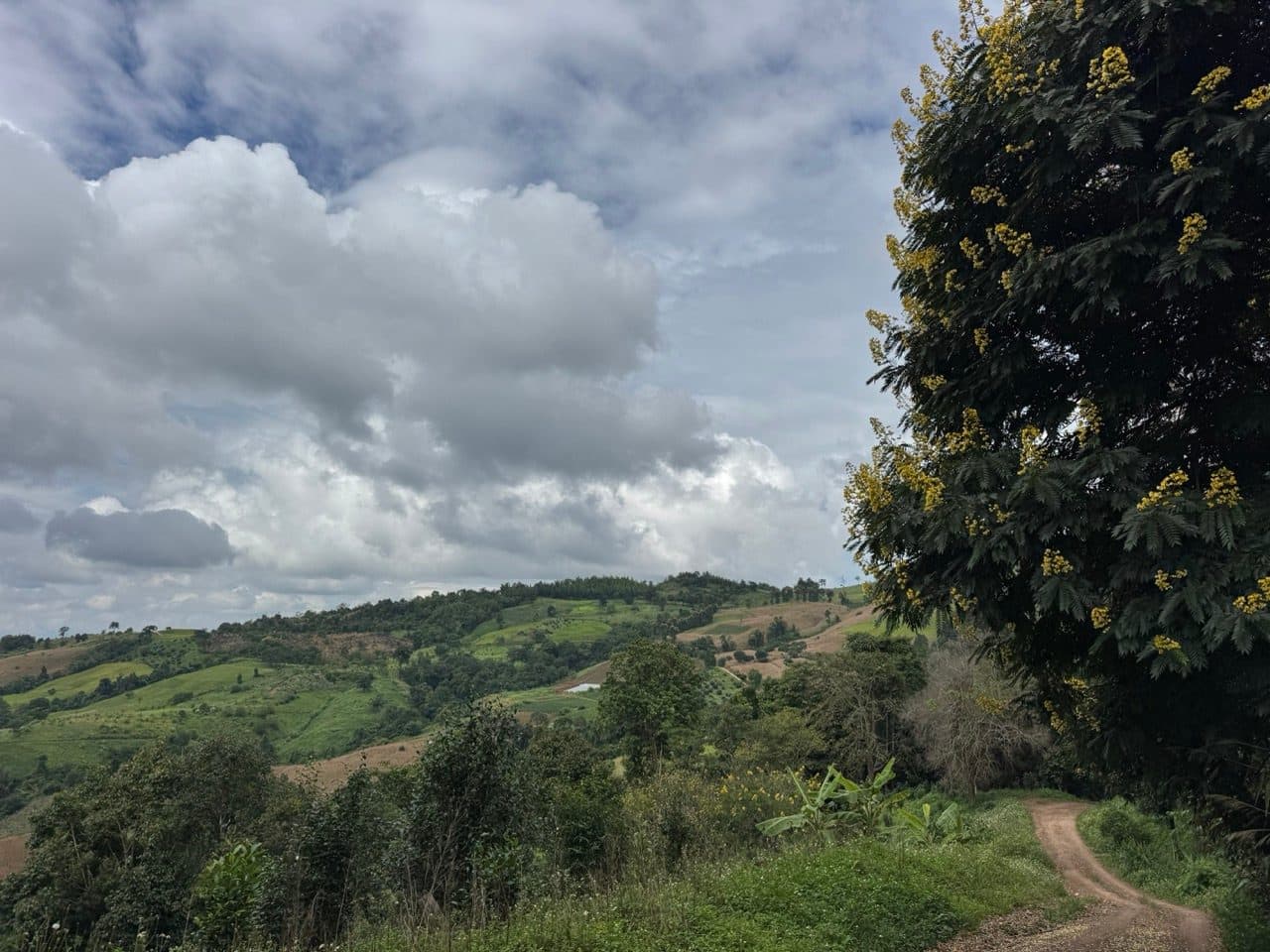 A tree in yellow flower, and the first real break in the cloud