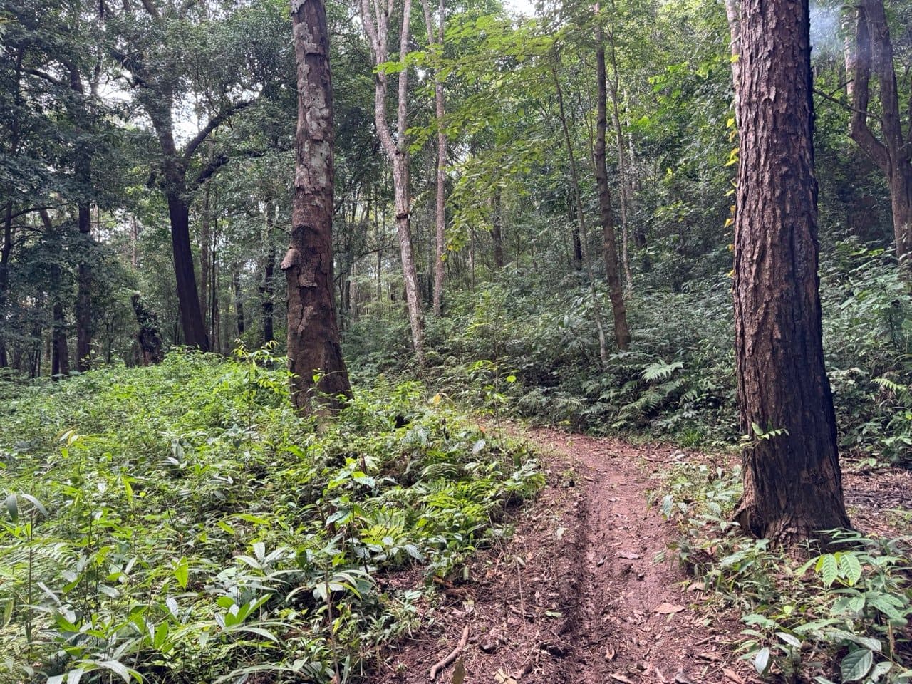 Ferns and a single line of dirt through open forest