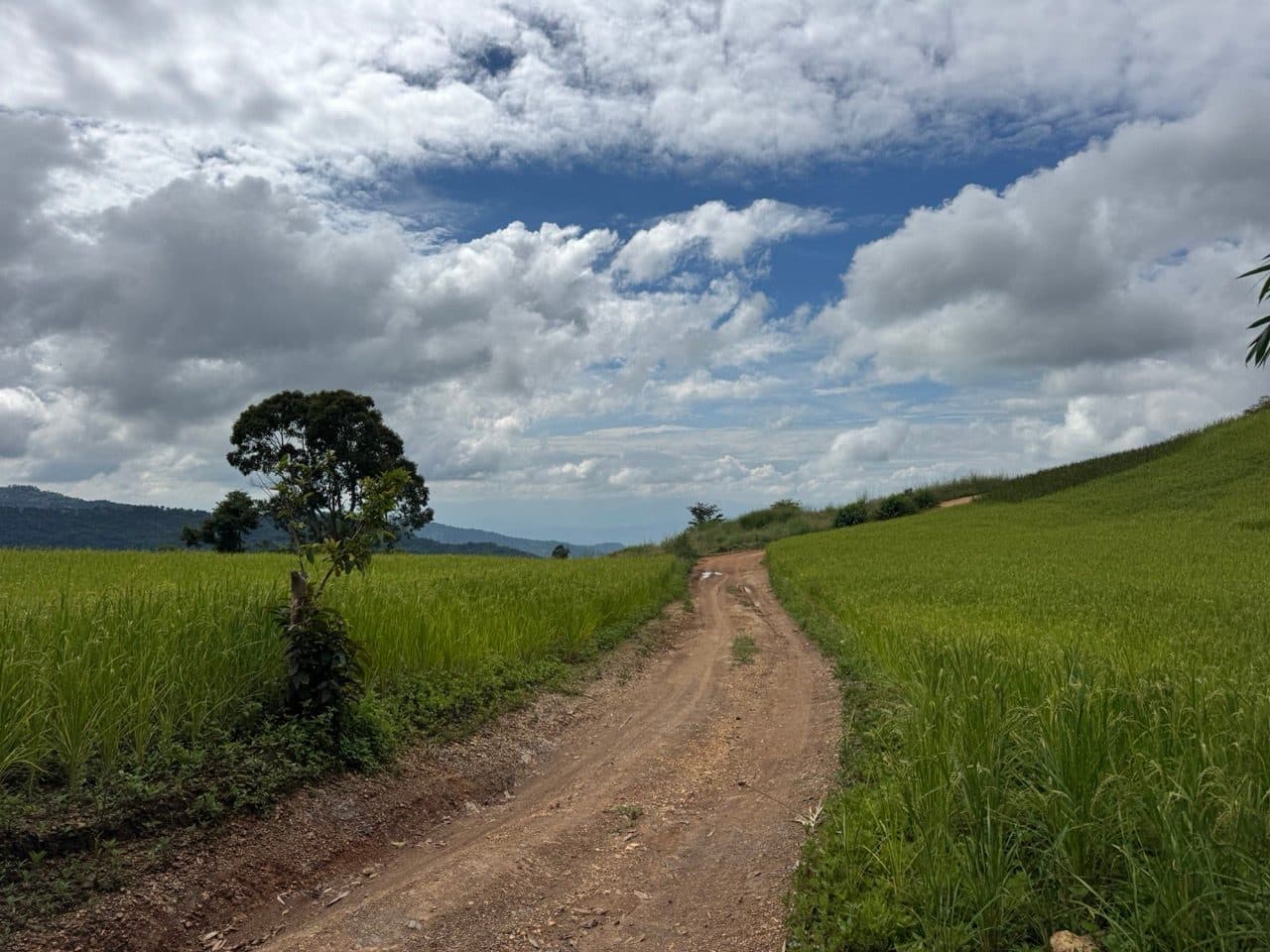 An orange dirt two-track running between green rice paddies under blue sky and stacked cumulus, on the Doi Luang loop in Chiang Rai.