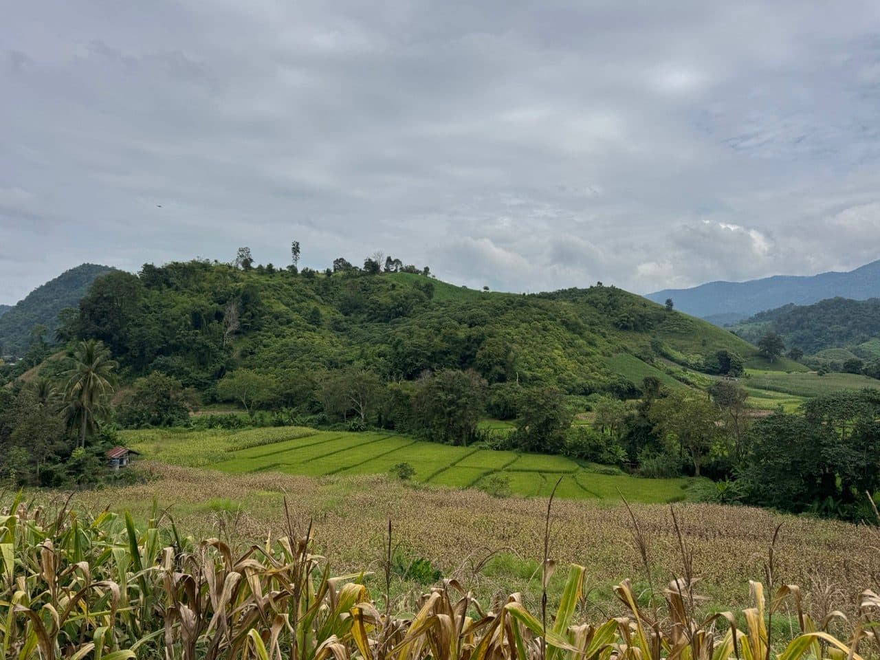 Paddy and dry corn below the hills near Pa Hung