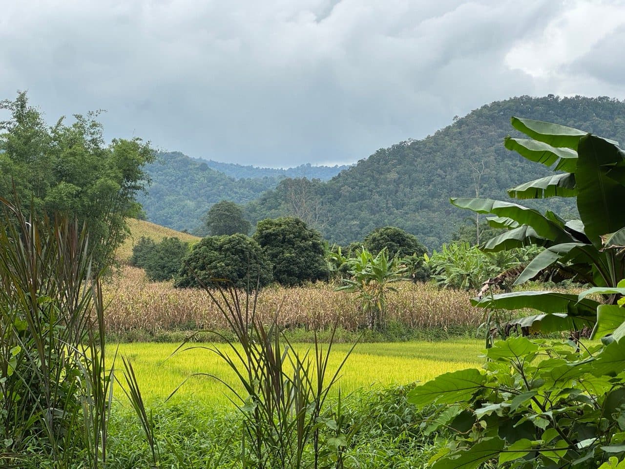 Rice and corn in the valley, cloud sitting on the ridge behind