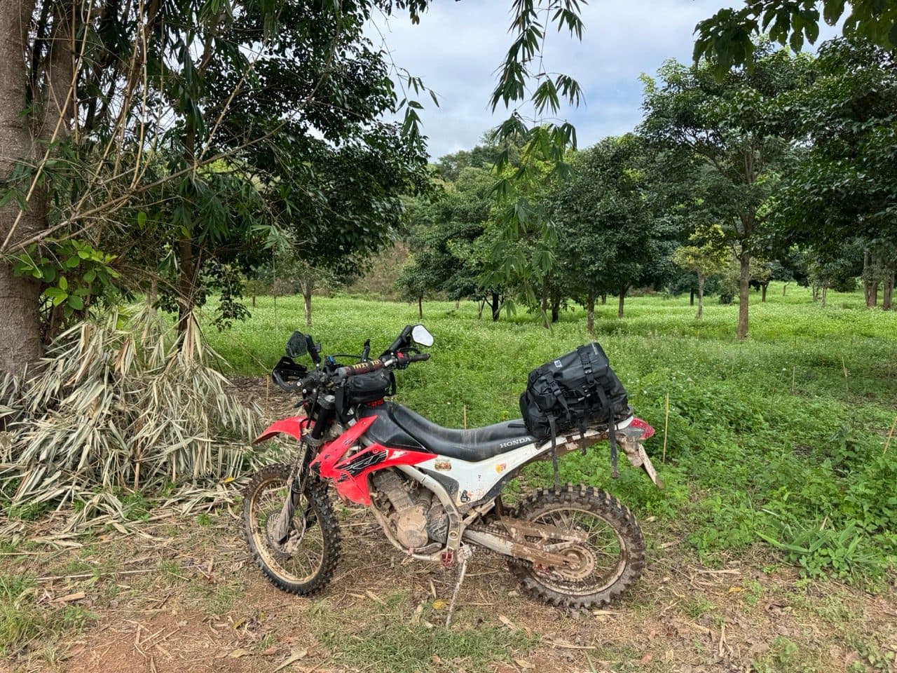 The bike parked in an orchard
