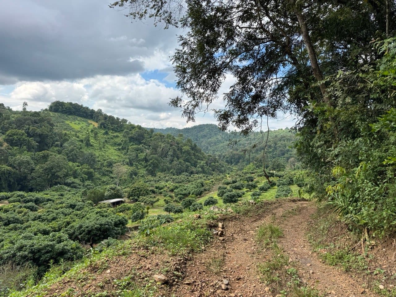 The track drops into a valley of coffee and orchard