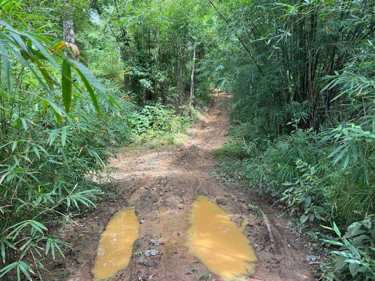 The track narrows into bamboo, still holding water