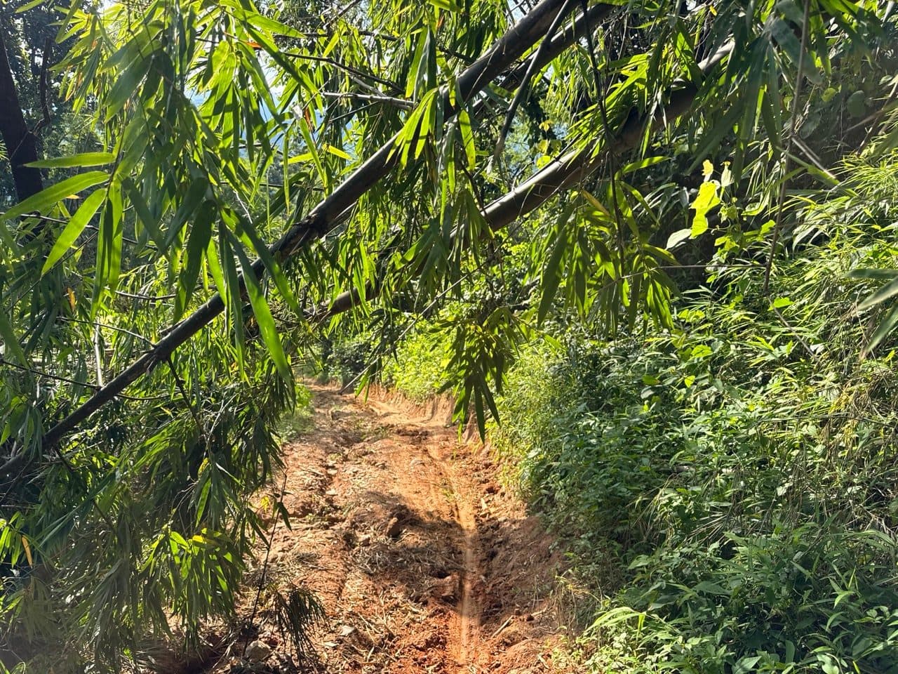 Rutted clay under bamboo, drier on top than underneath.