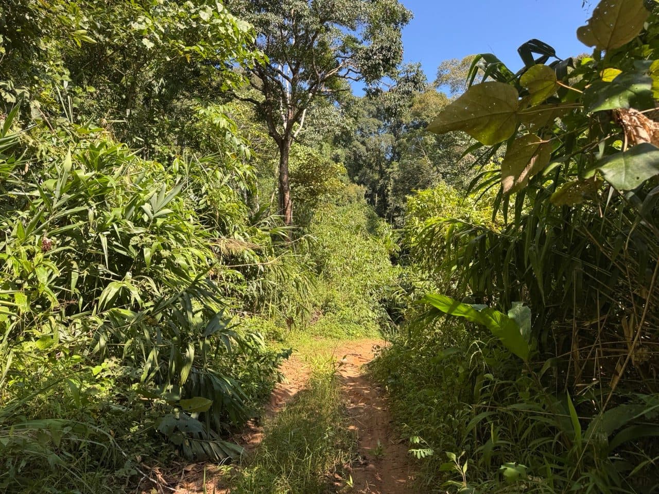 Red clay and jungle on the way up to the ridgeline.