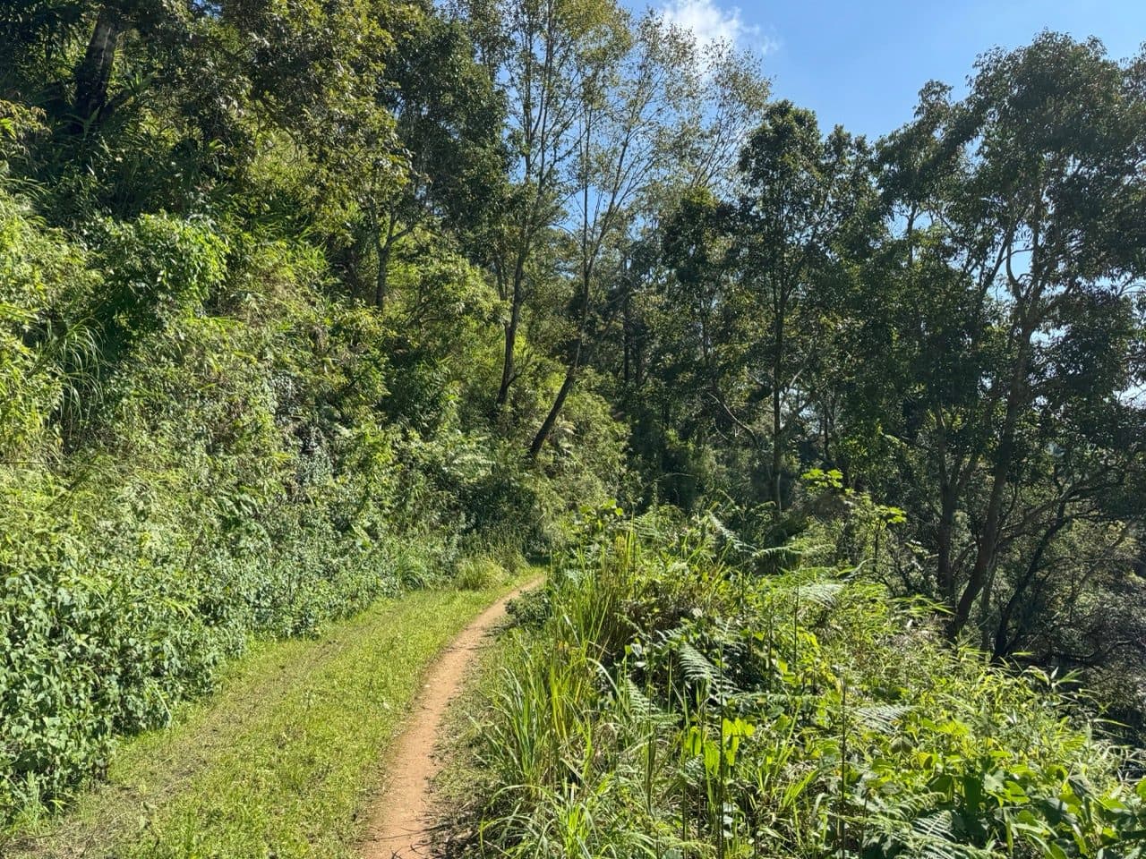 Singletrack cut through the grass along the hillside.