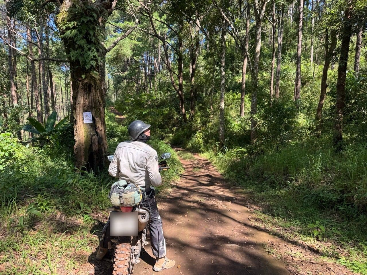 Stopping to read a sign nailed to a tree.
