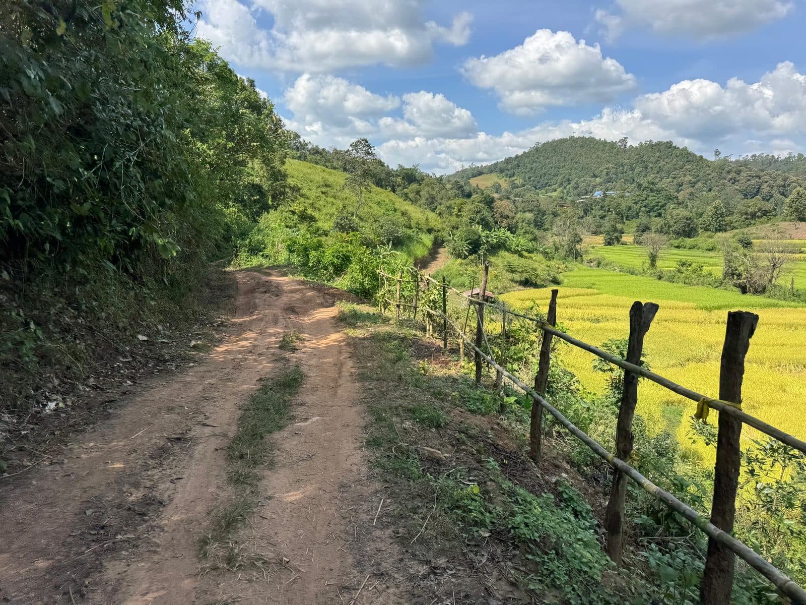 Fence posts, ripening rice, and two ruts to choose from.