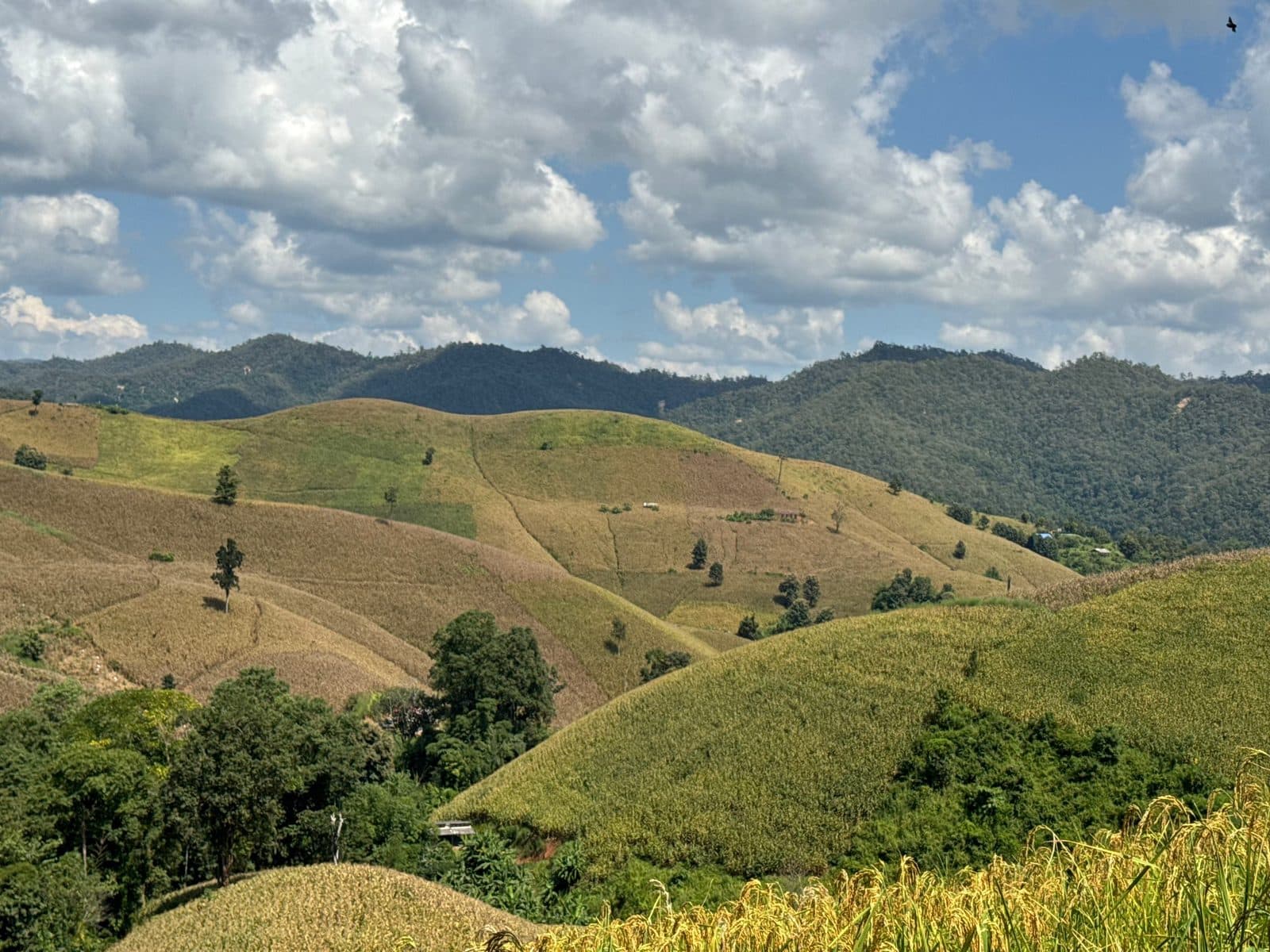 Rice going gold on the terraces below the track.