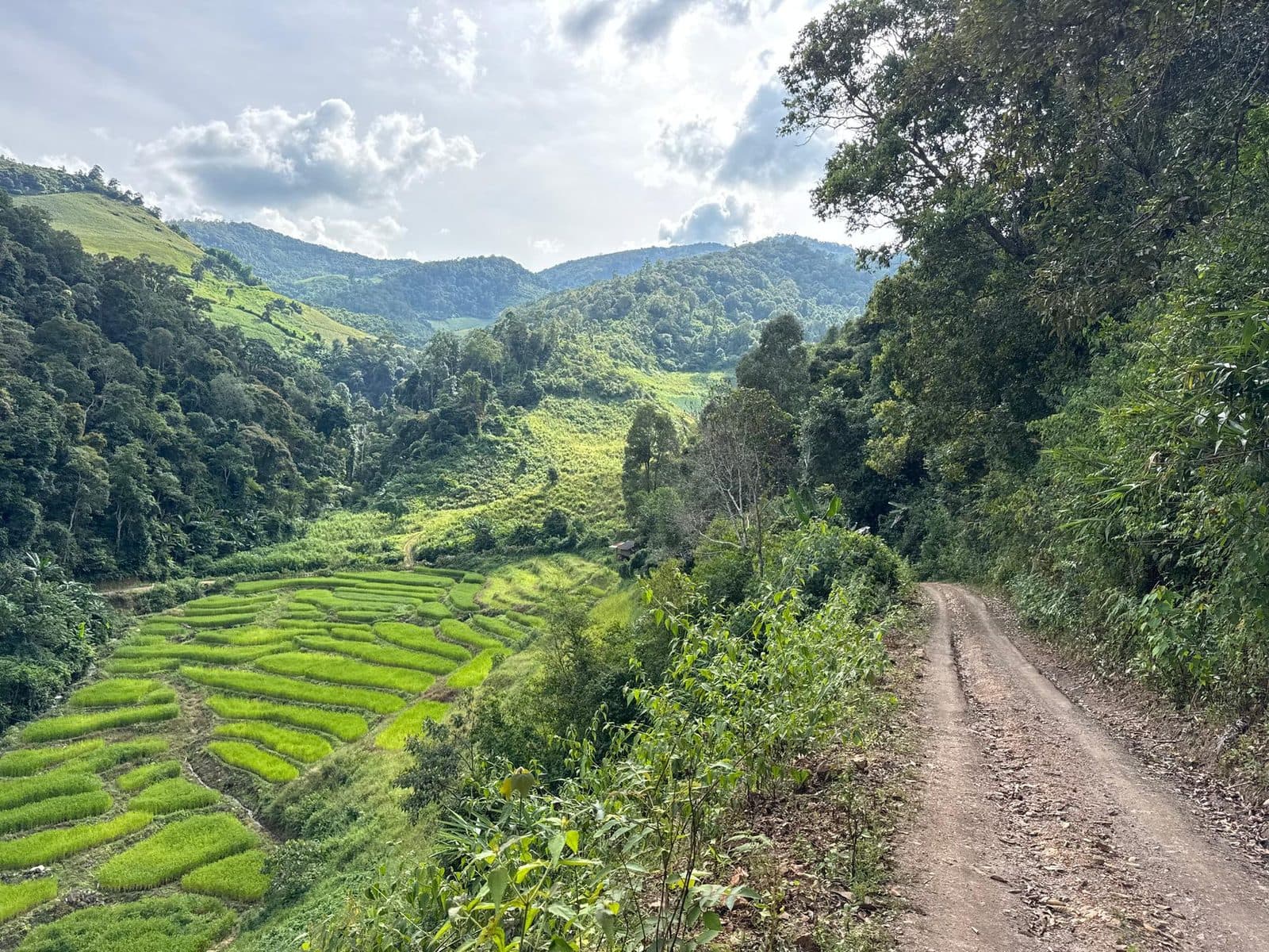 The track riding the contour above the paddy.