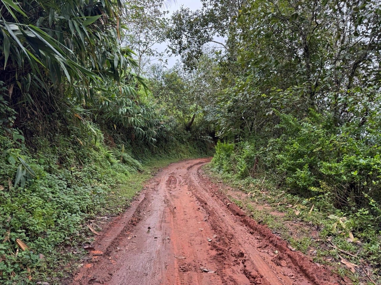 Wet red clay under bamboo.