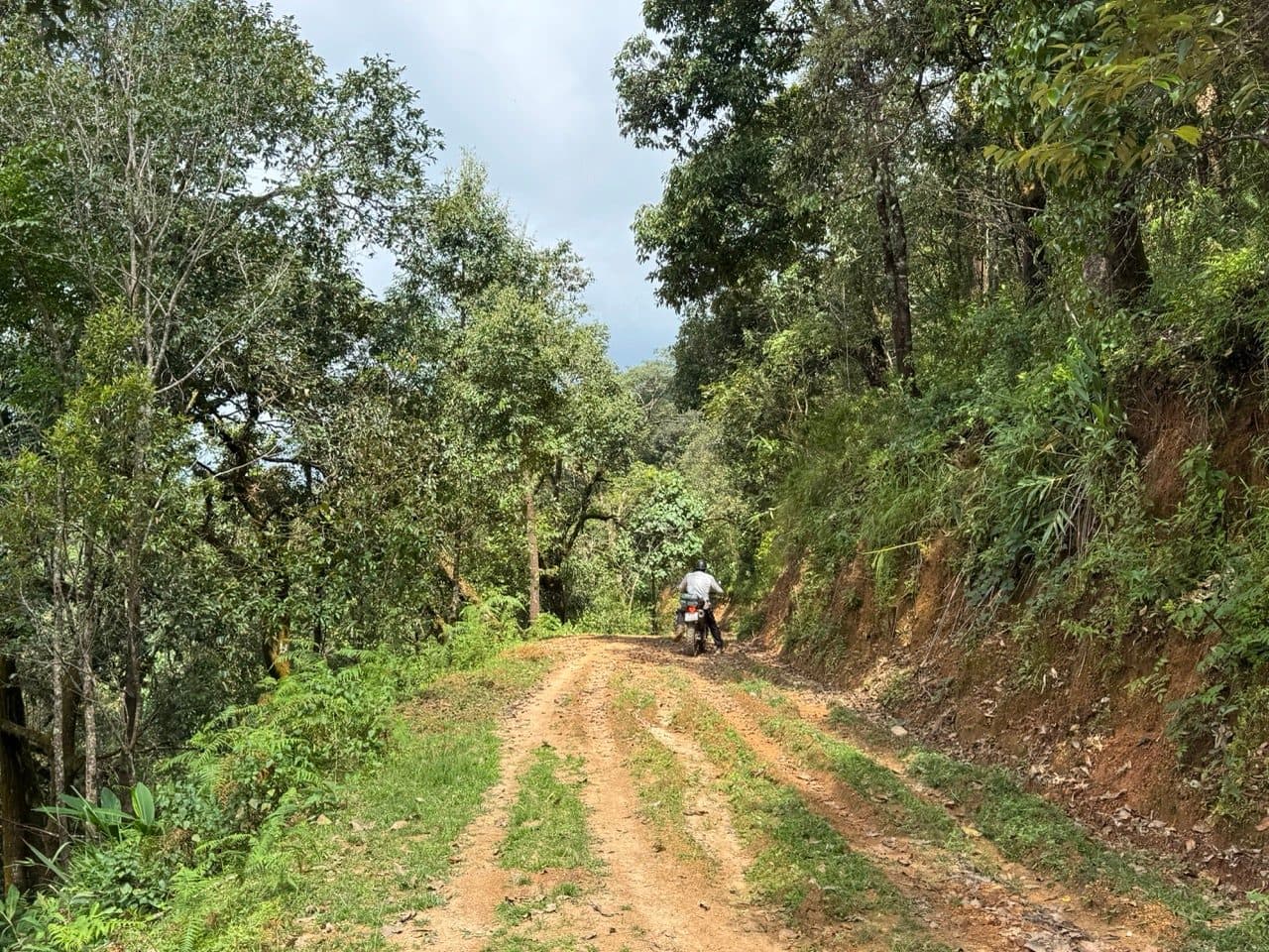 Grassy twin track climbing through the trees.