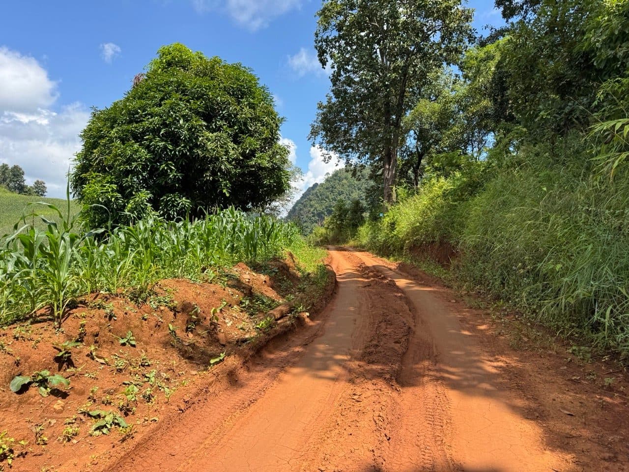 Red clay through the corn, with cloud building.