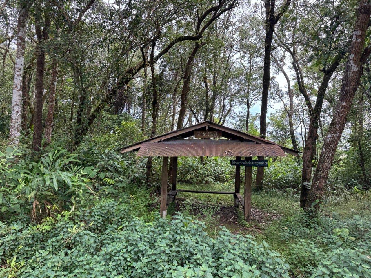A picnic shelter in the oak forest off the 108.