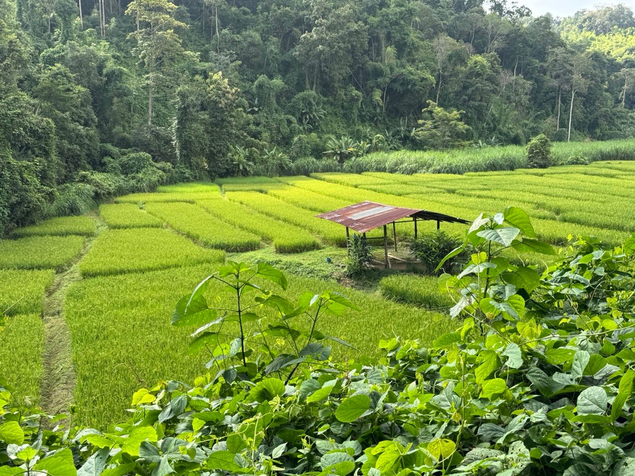 Rice terraces and a field shelter.
