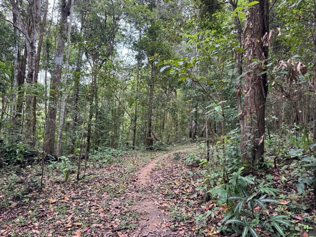 Leaf-covered singletrack through the teak early in the day