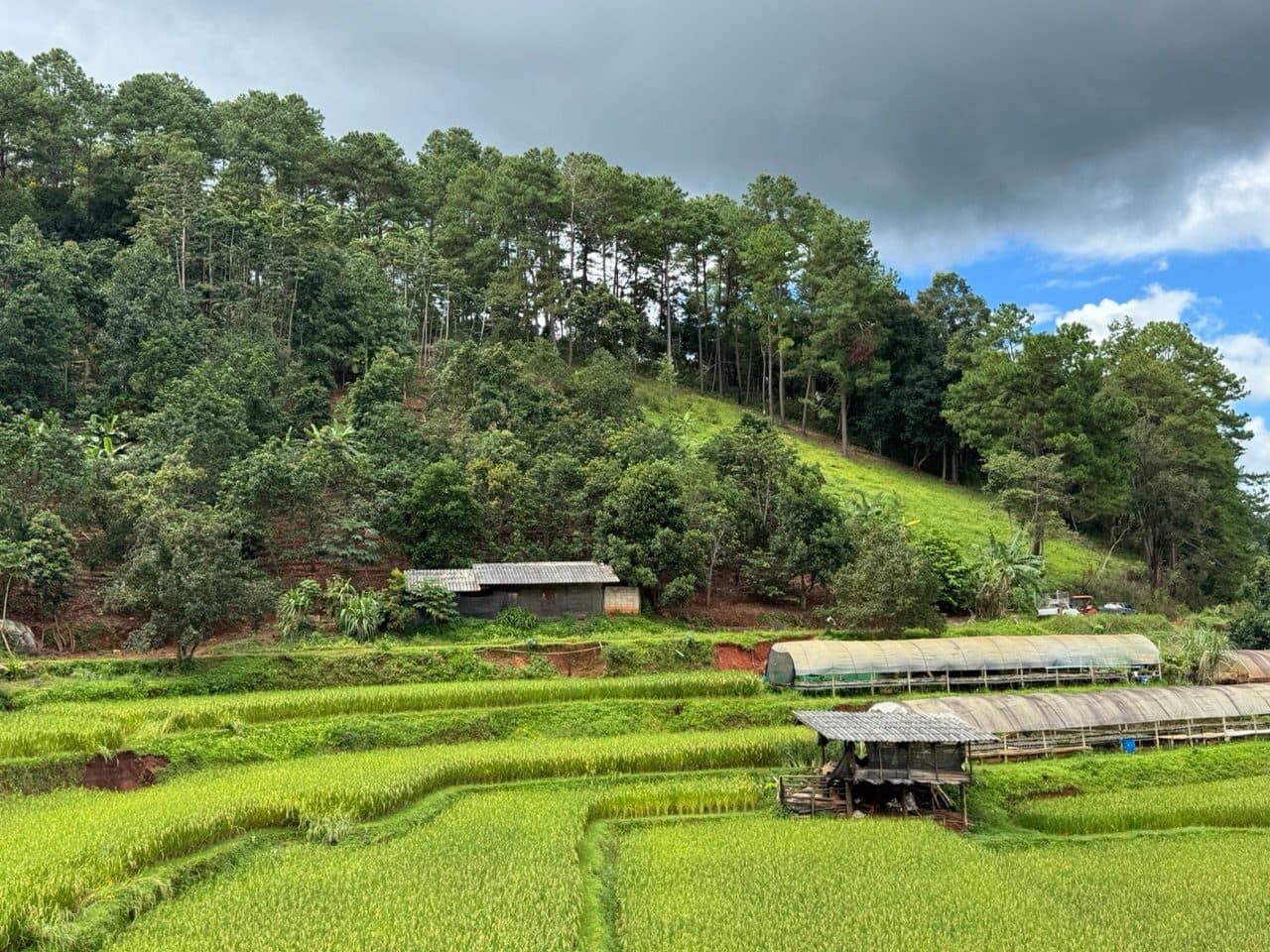 Rice terraces and grow tunnels below the pine ridge