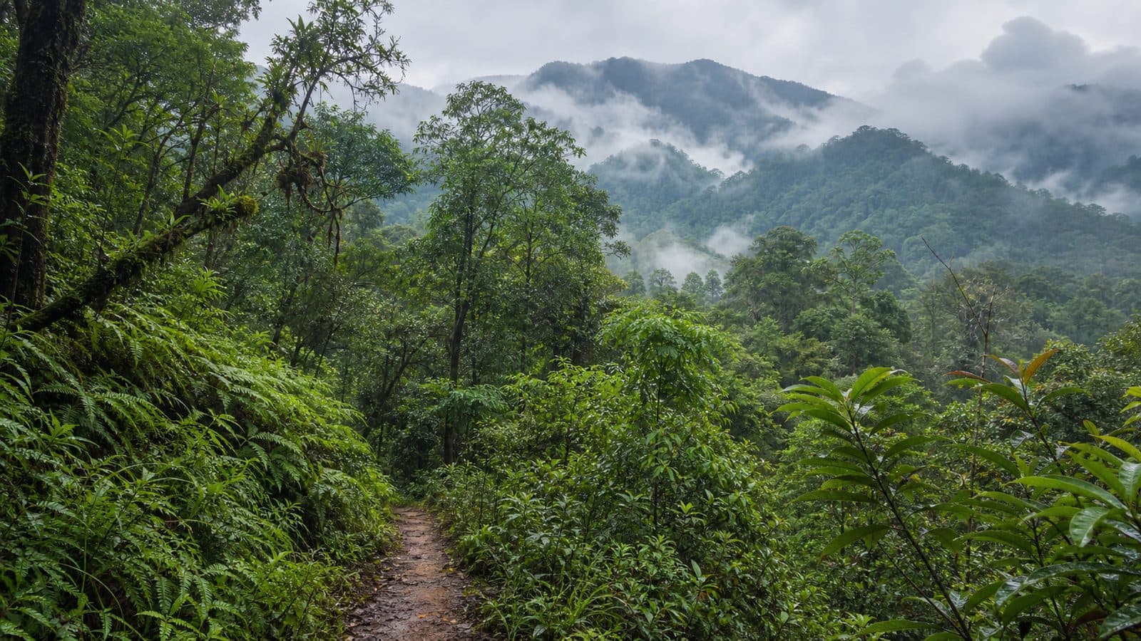 Cha Phan Pi Forest Park