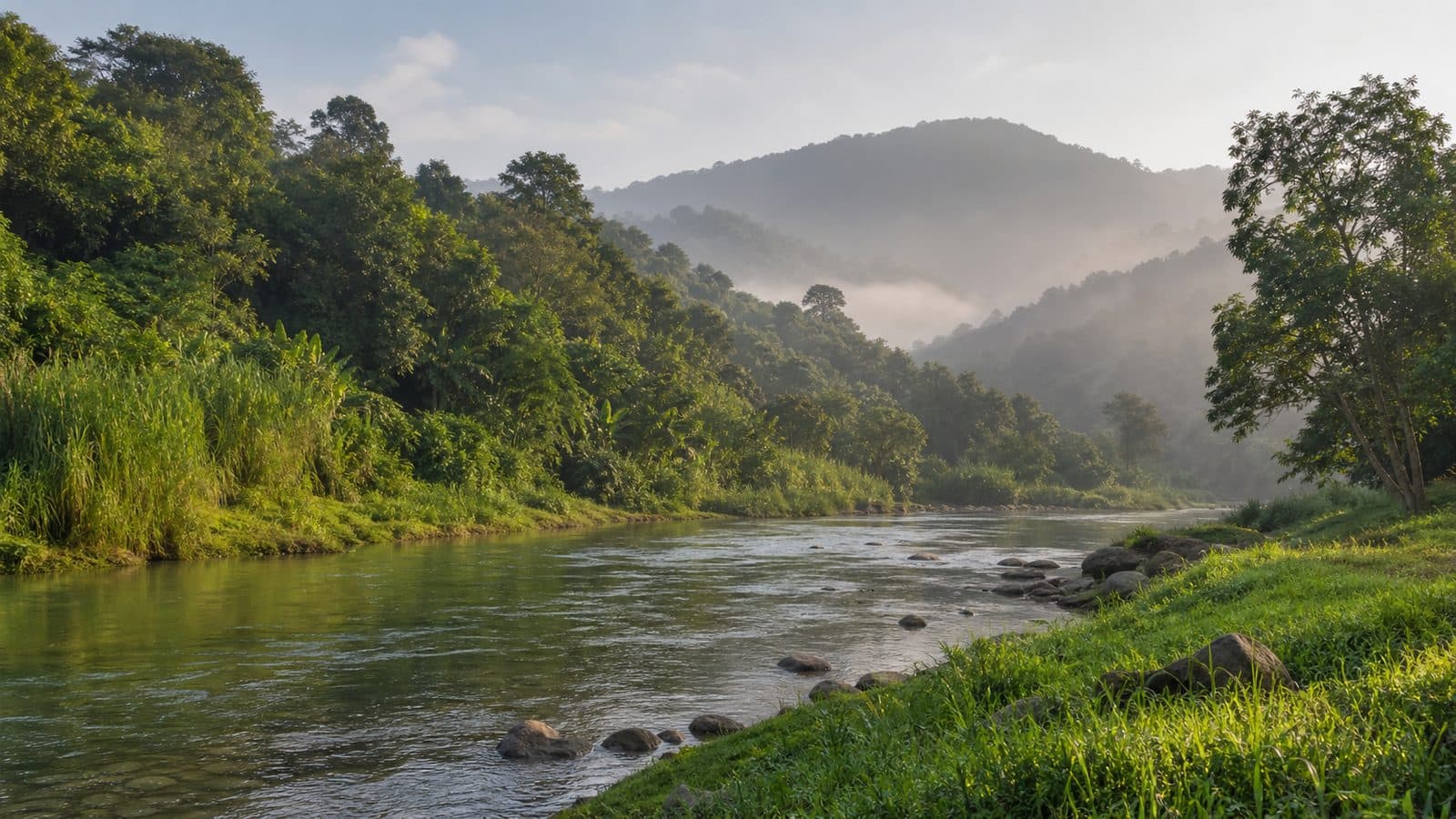 Nan River Right Bank Forest